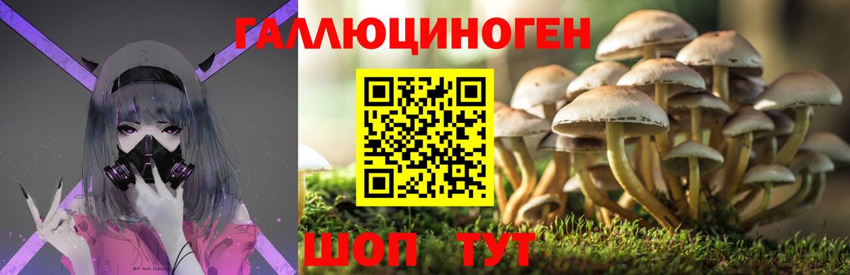 Псилоцибиновые грибы Psilocybe Ногинск